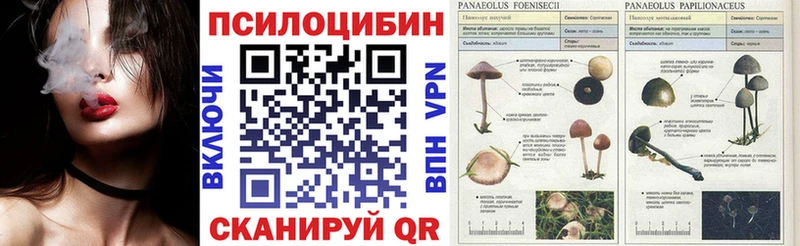 Купить где  Дорогобуж  Псилоцибиновые грибы MAGIC MUSHROOMS 